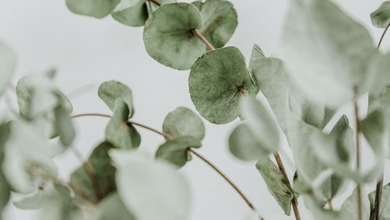 Grønn plante